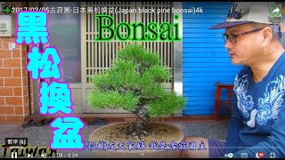 🌲20170205（高雄）古寂園日本黑松換盆Japanese black pine bonsai4k [upl. by Bunns901]