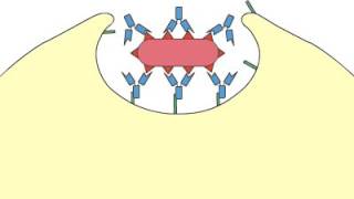 Phagocytosis Opsonization [upl. by Terrej701]