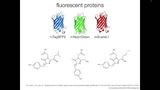 Fluorophore Types amp Labeling Methods [upl. by Ecneret443]