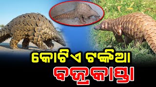 କୋଟିଏ ଟଙ୍କିଆ ବଜ୍ରକାପ୍ତା  1 Crore Rupees of Last Pangolins [upl. by Charlton]