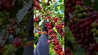 COFFEE BEAN HARVESTING AND PROCESSING PROCESS shorts [upl. by Everick750]