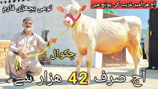 Heifers for sale in chakwal  Package vedio  Mont billion heifers  Cross heifers for sale 20924 [upl. by Loretta799]