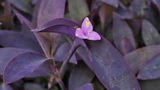 How to Propagate Tradescantia Pallida or Purple Heart Plant From Cuttings and Care [upl. by Nauqat784]