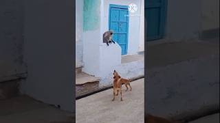 dog vs monkey fight video [upl. by Abbotsen462]