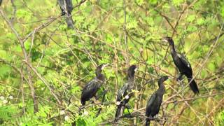 Little Cormorant nesting Malaysia [upl. by Jeffery]