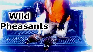 WILD Pheasant Hunt Success  Springer Spaniel [upl. by Jopa]