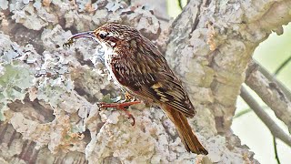 Shorttoed treecreeper Song Certhia brachydactyla Call Ave Canto Trepadeira [upl. by Akenna]