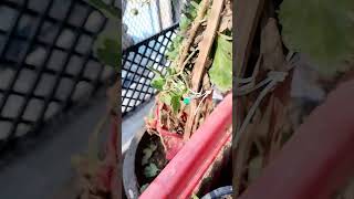 guldaudi plant kaise lagaen gardening tips plants flowers gardeninglife [upl. by Airyk]