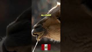 Vicuna Vicugna Vicugna  National Animal Symbol of Peru shorts [upl. by Tinor479]