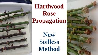 Hardwood Rose Propagation New Soilless Method [upl. by Nosde172]