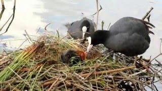 Oisillons Foulque macroule au lac Daumesnil  Eurasian Coot  Mai 2016 [upl. by Eittel]