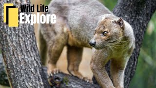 Meet the Fossa Madagascars Elusive Predator  Wildlife Documentary [upl. by Acinna]