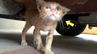 An Emaciated Stray Cat Tried His Best To Get Food From PassersbyBut No One Paid Attention To Him [upl. by Sorodoeht]