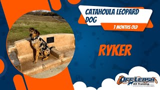 Catahoula Leopard Dog 🐶🦮Off Leash Dog Training  Obediance Training 🦮🐶 [upl. by Frasch825]