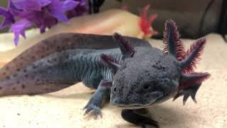 Beautiful black melanoid Axolotl STUNNING [upl. by Nyraa]