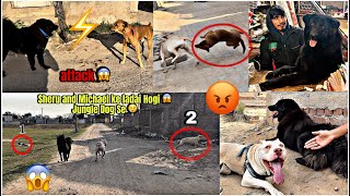 Sheru and michael ke ladai hogi jungle Dog se 😱Bhotiya Dig running 😎DogArgentinabhotiya [upl. by Annmaria]