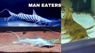 Types Of Catfish2  River Monsters  Piraiba  Goonch  Tigrinus  Dorado  Raphael [upl. by Divine105]