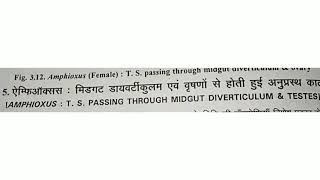 Amphioxus  T S  passing through midgut diverticulum amp Testes [upl. by Elburt]