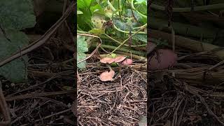 I planted delicious garden mushrooms Stropharia Rugosoannulata [upl. by Avictor]