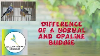 Difference of Opaline amp NonOpaline Budgie [upl. by Ritz363]