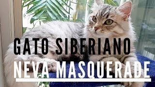 🐱Gato Siberiano NEVA MASQUERADE🐱 El gatito blanco que cautiva [upl. by Borman651]