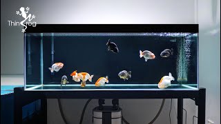 Setting up my NEW GOLDFISH TANK  Part 2 Adding New Fish 兰寿金鱼入缸 [upl. by Changaris]