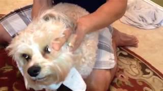 How to Clean Your Dogs Ears and Prevent Infection FAST [upl. by Arch]