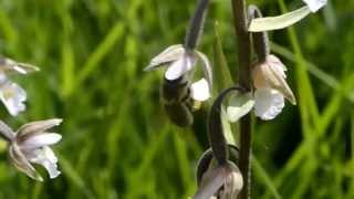 Orchid pollination 16 Pollination of Epipactis palustris by honeybees [upl. by Mikey]