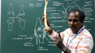 Knee Joint  Anatomy of knee joint [upl. by Ahsein]