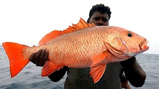 Catching Blacktip Trevally Horseeye Jack amp Mangrove Jack in Sea [upl. by Lough]