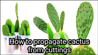 How to propagate cactus from cuttings Opuntia Cactus [upl. by Ocirred]