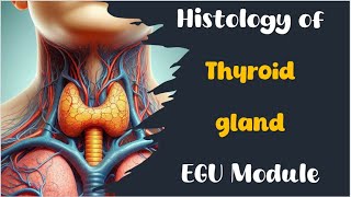 Histology of thyroid gland [upl. by Felicio]