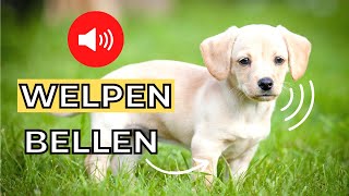 welpe bellen 🐶 welpe soundeffekte [upl. by Enyr]