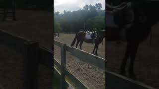 Chloe  Handy pleasure over fences Connemara show July 2024 [upl. by Kreitman295]