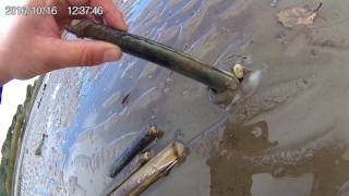 How to catch a Razor Fish  with salt [upl. by Eylhsa]