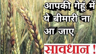 wheat scab। fusarium head blight। [upl. by Mignon]