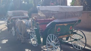 جولة بالكو تشي في مراكش  Un Tour En Calèche à Marrakech maroccoجامع الفنا اكاديراشتوكة [upl. by Aneerol]