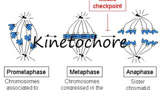 How to Pronounce Kinetochore [upl. by Perpetua]