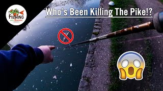 WHO is the mystery PIKE KILLER  SUL Lure fishing session during the river closed season [upl. by Ruffina578]