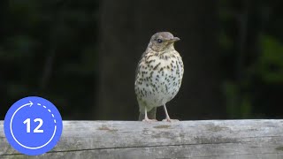 12 Hodin  Zvuky  DROZD LESNÍ  Zpěv Drozda  Ptačí Zpěv  Hylocichla Mustelina  Zvuky na Spaní [upl. by Bashemeth518]