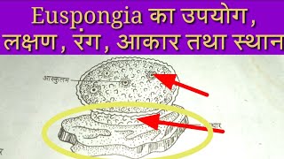 Euspongia Introduction and Tutorial Euspongia Diagram and Character  About Euspongia [upl. by Hax239]