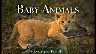 Animals Of The World 4K  Scenic Wildlife Film With Calming Music [upl. by Enidaj349]