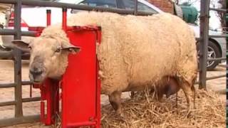 Calf amp Sheep Staller  Sheep Video [upl. by Ahsap]