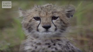 Cute Cheetahs Learn To Hunt  Amazing Animal Babies  Earth Lab [upl. by Nosreme]