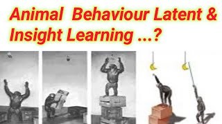 Latent And Insight Learning  Lecture no  19 [upl. by Crispen]