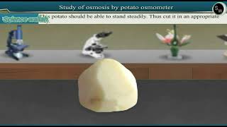 Study of osmosis by potato osmometer  Class 11 Biology [upl. by Asereht]