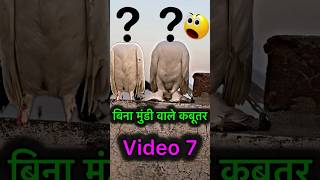 बिना मुंडी वाले कबूतर Video 7 🙀  pigeon kabootar kabootarbazi shorts [upl. by Means]