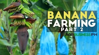 How to grow Banana Tree Part 2  Banana Farm Management  Agribusiness Philippines [upl. by Elfie497]