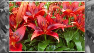 Where and How to Grow Lilies [upl. by Tammy]