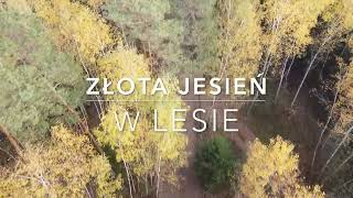 Złota jesień w lesie [upl. by Fablan]